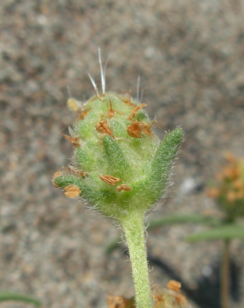 Plantago arenaria Waldst. & Kit. / Piantaggine ramosa